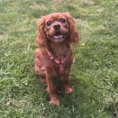 Izzy, John's Cavalier King Charles Spaniel, sitting in the grass